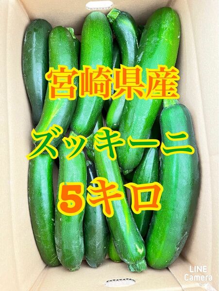 【最終値引き】野菜　ズッキーニ　5キロ　宮崎県産