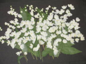  засушенный цветок материалы 4840himeutsugi