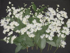  засушенный цветок материалы 4841himeutsugi