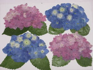 o pressed flower material 4846 hydrangea 2 color 