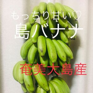 ★奄美大島からの贈り物★安全安心無農薬！甘くてもっちり美味しい 島バナナ　国産バナナ