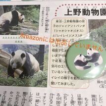 特集記事　シャンシャンの可愛い弟妹たち　双子パンダ　独り立ち　上野動物園　シャオシャオレイレイ_画像2