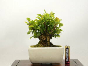 * shohin bonsai *megi( глаз дерево /..) futoshi . превосходный материалы 