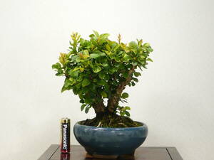 * shohin bonsai *megi( глаз дерево /..) превосходный материалы 