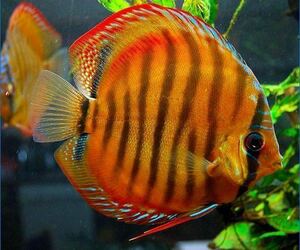 [matsuyosi world ] Vietnam finest quality super red *kipa* discus approximately 13~15cm(1 pcs )