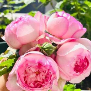 薔薇　バラ苗　イングリッシュローズ　挿木苗　つぼみ付き