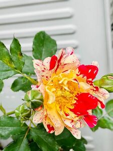 薔薇　バラ苗　接木苗　カラフル薔薇　接木苗　開花中