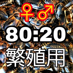 〜デュビア～成虫♀♂100匹 80:20(死着込) 繁殖用