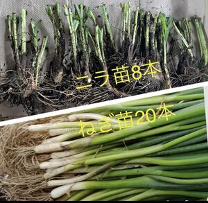 長ねぎ苗20本ニラ苗8本【植えっぱなし野菜苗セット】