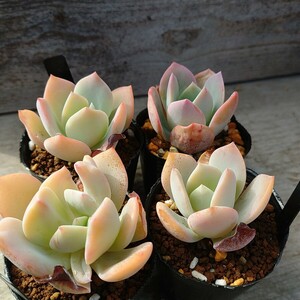 【エケベリア はくほう4株セット】Echeveria 抜き苗発送ハイブリッド交配種