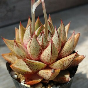 【エケベリア　パープソラム　ホワイトフォーム】Echeveria purpusorum 抜き苗発送1