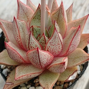 【エケベリア　パープソラム　ホワイトフォーム】Echeveria purpusorum 抜き苗発送1