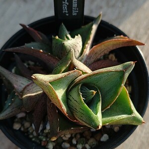 【アガベ プミラ クレステッド群生】 Agave pumila crested　クラスターフェストClusterfest送料無料 多肉植物 サボテン