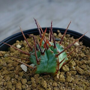 【ユーフォルビア ホリダ】強刺ホリダカキコ発根済み多肉植物サボテン