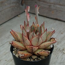 【エケベリア　パープソラム】Echeveria purpusorum 抜き苗発送1_画像4