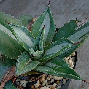 [ agave America -na.. short leaf compact ] Agave americana var. medio-picta *Alba*me Dio pikta Alba white middle . Varie ga-ta