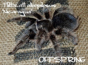 ●2匹セット！1.5-2cm カーリーヘアー【Tliltocatl albopilosus（ex.Brachypelma）ニカラグア産】タランチュラ