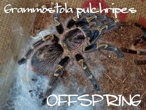 ●2-2.5cm [死着補有] チャコゴールデンニー【Grammostola pulchripes】(チャコジャイアント) タランチュラ