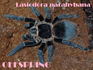 ●1.5-2cm [死着補有] ブラジリアンサーモンピンク【Lasiodora parahybana】タランチュラ