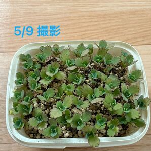 多肉植物　子宝草　③