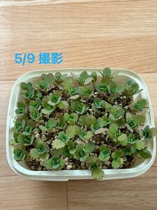 多肉植物　子宝草　③