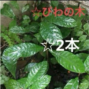 《びわの苗》幼い苗2本☆甘い実☆鉢植えても育てられる果樹