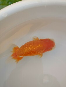 [. orchid ]2 -years old 14cm± male * tail. one-side .. equipped 