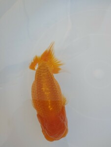 [. orchid ]2 -years old male 13cm±