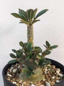 ドルステニアギガス実生株　根本幅40mm　Dorstenia Gigas