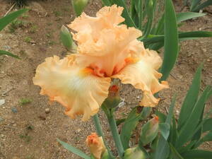 * german Iris * красивый orange * латиноамериканский orange *2 АО *