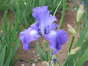 * german Iris * подлинный . синий. цветок .. красивый * Sky Hearts *2 АО *