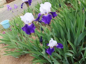 * german Iris * темно-синий .. синий . белый. оборка . замечательный * snow крепление *2 АО * доступный товар 