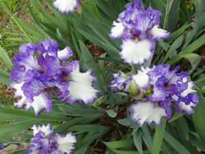 * german Iris * голубой . белый. цветок .. замечательный * двойной стежок *2 АО *