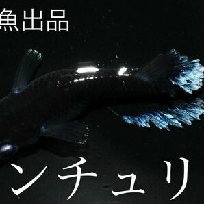 【80】稚魚出品！ 極上種親センチュリー  稚魚8匹+α   の画像1