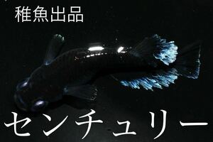 【80】稚魚出品！　極上種親センチュリー　　稚魚8匹+α　　　