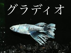 【80】稚魚出品！　極上種親グラディオ　　稚魚8匹+α　　　