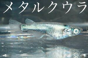 【80】稚魚出品！メタルクウラ　稚魚5匹　ENMMA×ライトニングコラボ　　検)ゴジラ