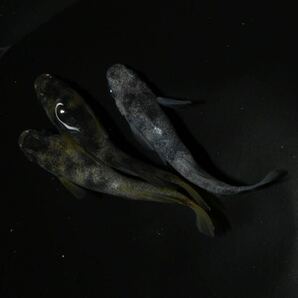 【80】和墨アースアイ ヒカリ体型 若魚1ペア +普通目1    9-27の画像9