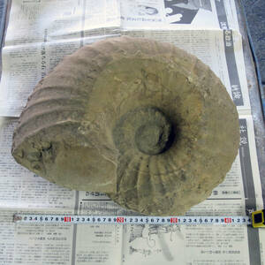 アンモナイト化石　32kg　42cm×36cm×18cm　白亜紀