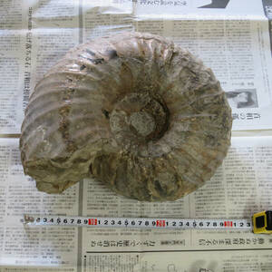 アンモナイト 化石　15kg　30cm×26cm×16cm