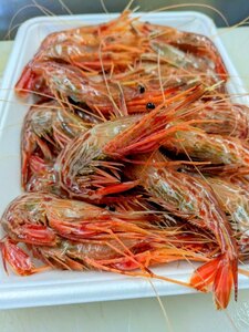 ★お家でご馳走・高級魚を扱う店などで探せば手にはいるかな？一年ぶりの出品。北海・縞海老（シマエビ）。寿司に如何？！