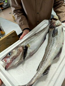 ★お家でご馳走・木の芽が盛んな頃に水揚げあるので木の芽タラとも言われ重宝されています。深海釣りスケソウタラ2本！