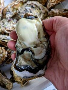 ★お家でご馳走・宮城県産・生食用の殻付き牡蠣。小さいのに身入り抜群の濃厚牡蠣です！