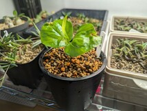 バオバブ種子 発根/発芽確認済ロット ガーナ産 10粒 2024年4月着 新鮮 adansonia digitata 【送料無料】_画像3