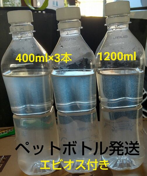 ゾウリムシ　1200ml &　エビオス30錠　。魚の餌。 グリーンウォーター 生クロレラ