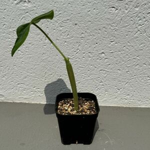 ヤトロファ ポダグリカ 赤花 実生 塊根植物 コーデックス