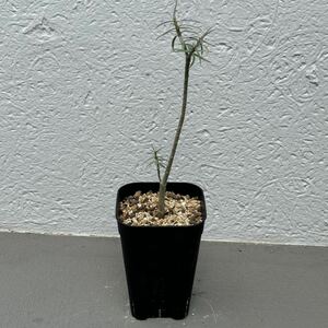 ユーフォルビア バルサミフェラ 実生 サボテン 塊根植物 コーデックス