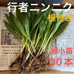 北海道産　行者ニンニク　アイヌネギ　根付き　小さな苗　細苗　山菜　30本 野菜苗