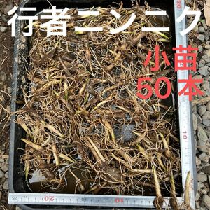 北海道産　行者ニンニク　根のみ　小苗　50本　お試し　ネコポス発送　球根　山菜　 野菜