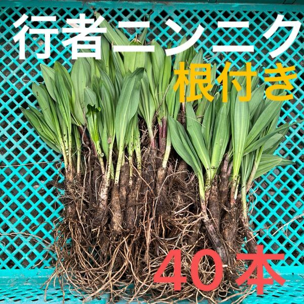 北海道産　行者ニンニク　アイヌネギ　ヒトビロ　キトビロ　根付き　苗　山菜　40本